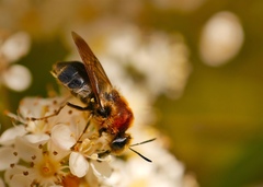 Stratiomys longicornis