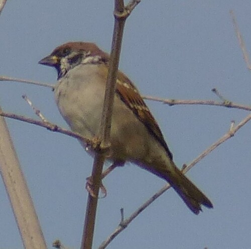 Eurasian Tree Sparrow