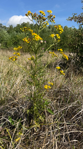 Hoary Ragwort