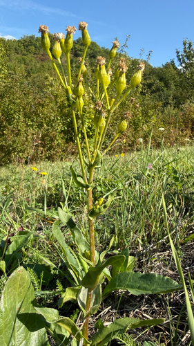 Golden Ragwort