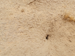 Cataglyphis adenensis