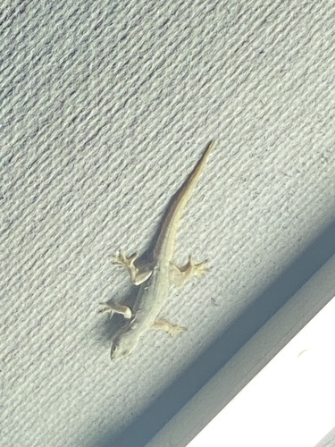 Flat-tailed House Gecko