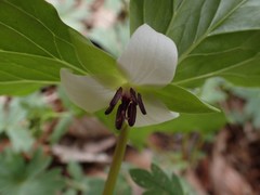 Trillium rugelii