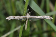 Stenoptilia