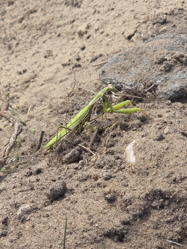 European Mantis