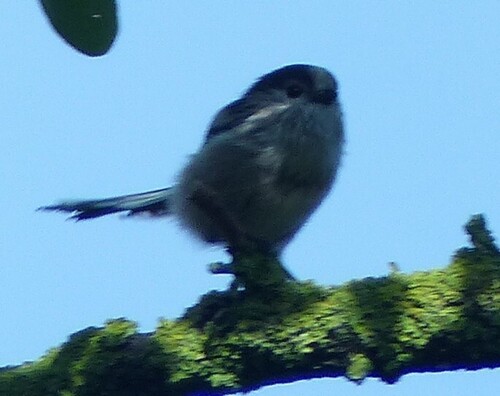 Long-tailed Tit