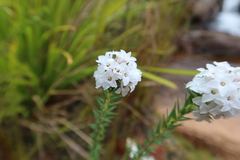 Epacris paludosa