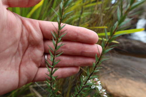 Epacris paludosa, photograph 1