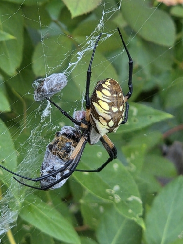 Yellow Garden Spider