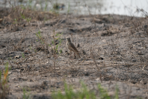 iNaturalist image