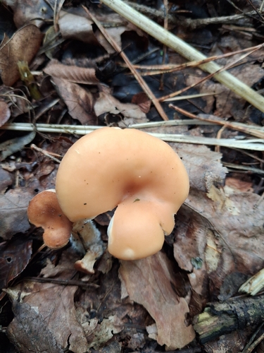 tawny funnel cap