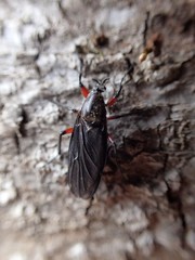 Bibio femoratus