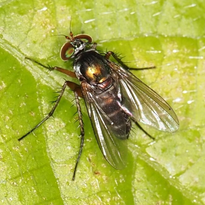 Keirosoma