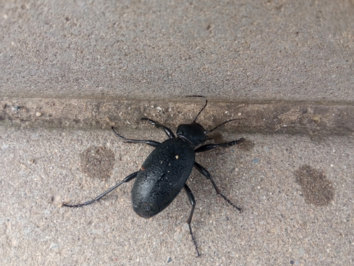 Leather Beetle