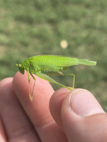 Mediterranean Katydid