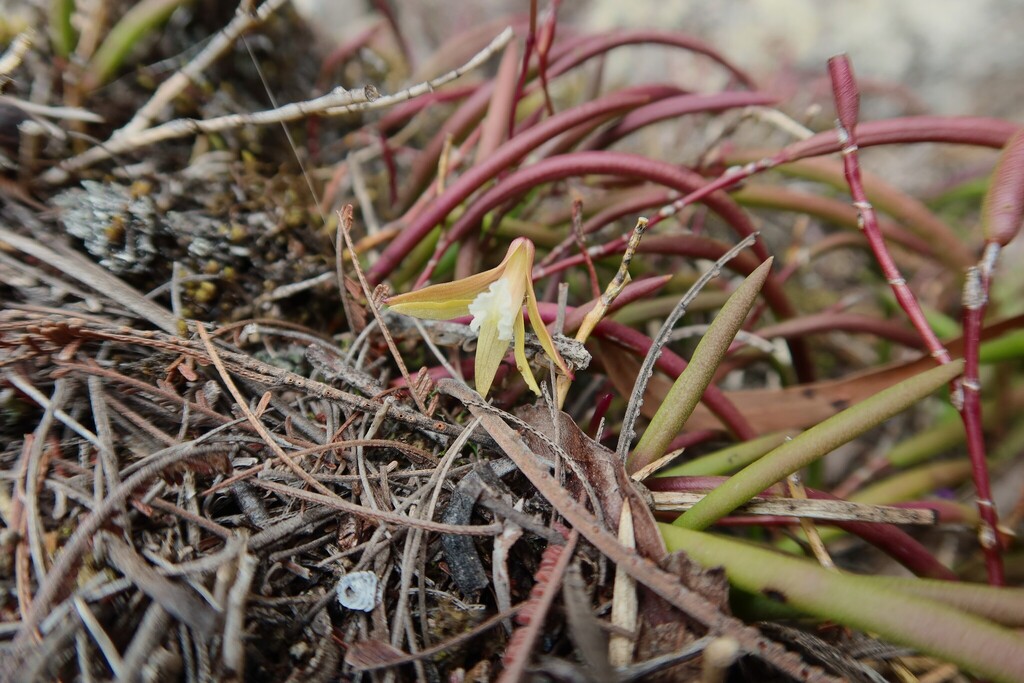 Dendrobium striolatum; photograph (c) Kiri Bee, some rights reserved (CC BY)