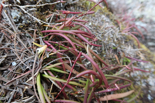 Dendrobium striolatum, photograph 1