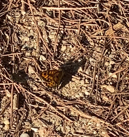 Wall Brown