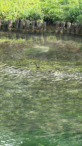 Eurasian Moorhen