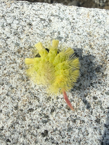 Pale Tussock Moth