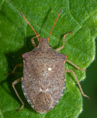 Euschistus conspersus