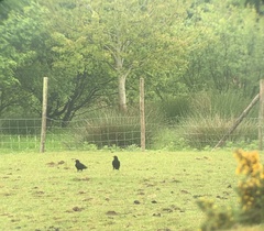 Pyrrhocorax pyrrhocorax pyrrhocorax