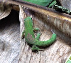 Phelsuma comorensis