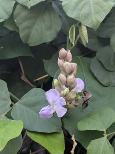 Psophocarpus tetragonolobus observed 2026-09-18