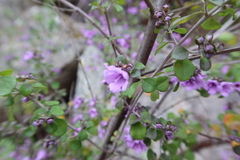 Prostanthera rotundifolia, photograph (c) Kiri Bee, some rights reserved (CC BY)