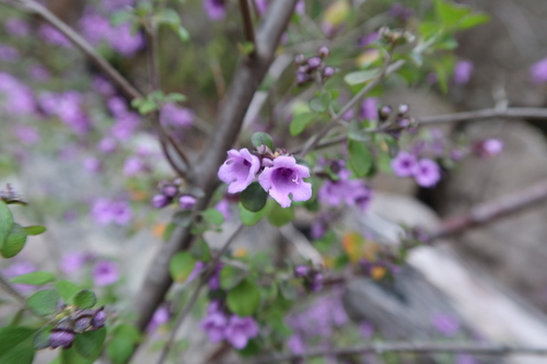 Prostanthera rotundifolia