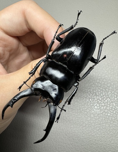 Dorcus donckieri hangpui