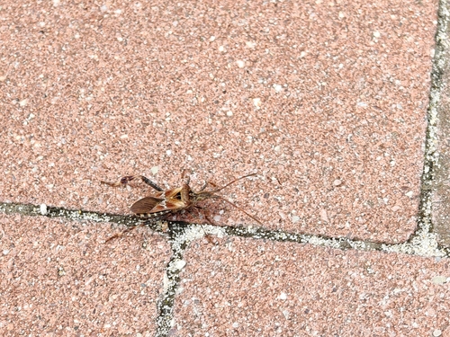 Western Conifer Seed Bug