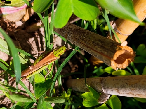 Migratory Locust