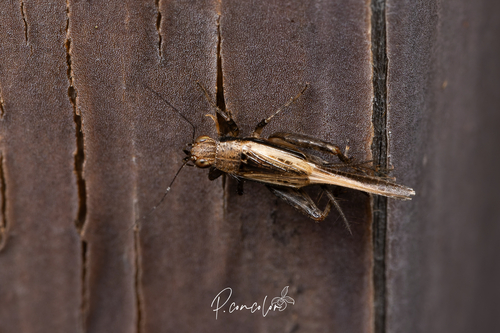 Polionemobius taprobanensis