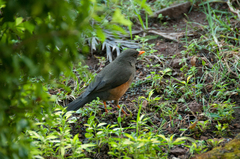Turdus abyssinicus