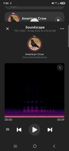 American Crow