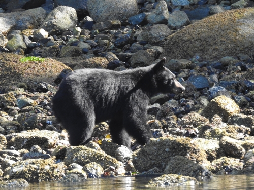 American Black Bear