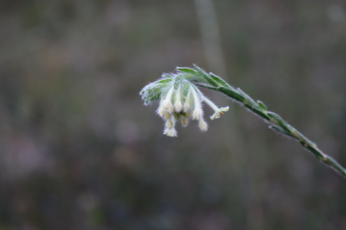 Woolly Rice-flower