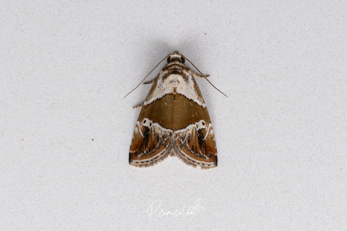 Maliattha separata