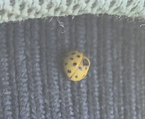 22-spot Ladybird