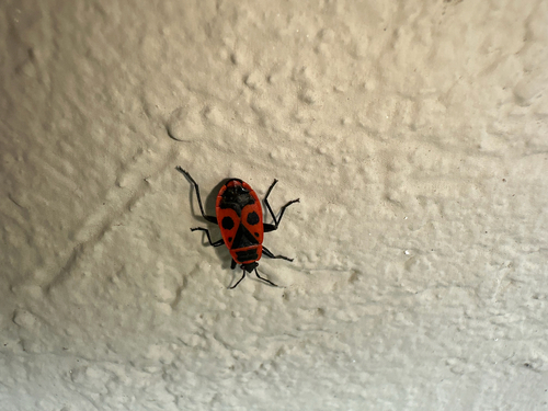 European Firebug