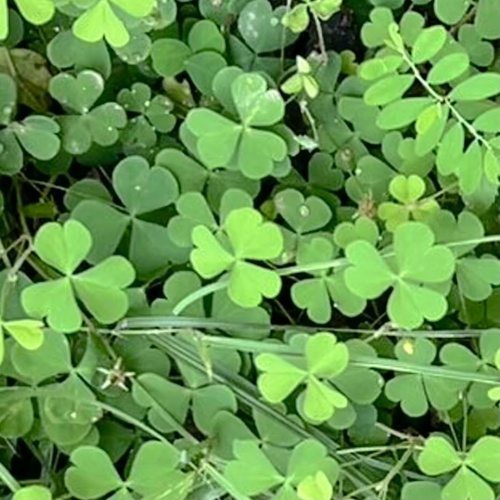 Creeping Woodsorrel