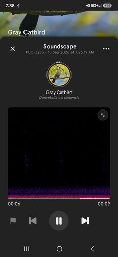 Gray Catbird