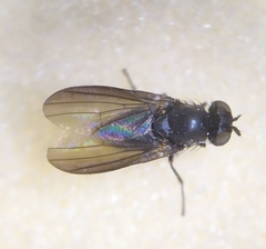 Cnemacantha muscaria