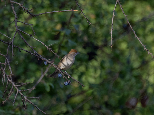 Eurasian Blackcap