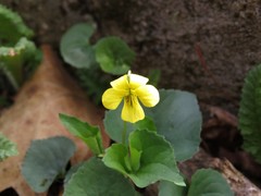 Viola rotundifolia