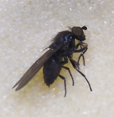 Cnemacantha muscaria