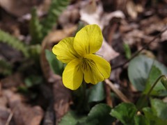 Viola rotundifolia