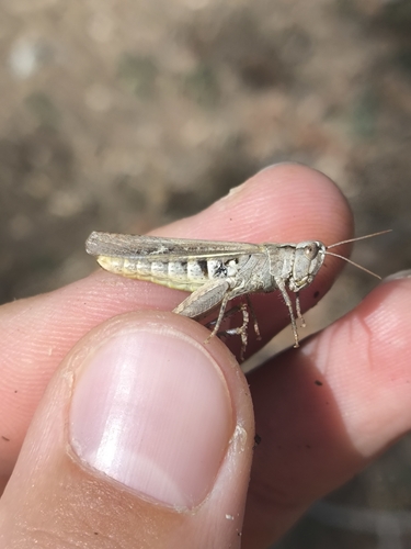 Common Field Grasshopper