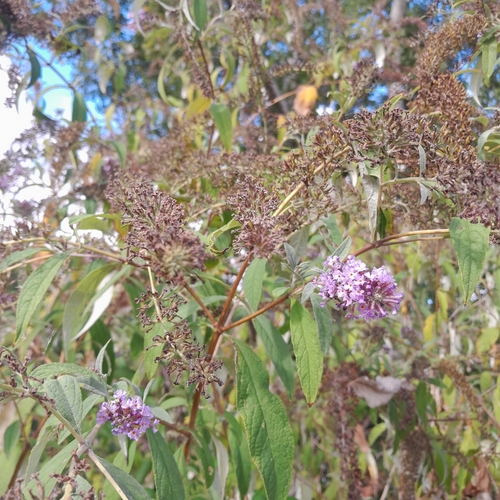 Butterfly bush